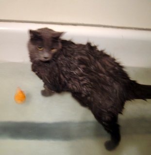 cats bathcat